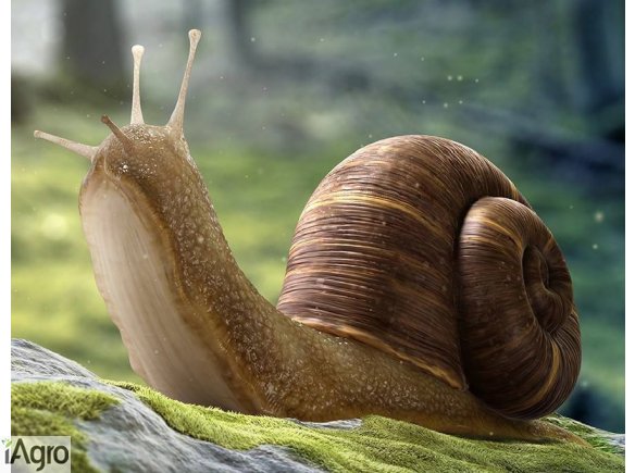 Skup ślimaków- Golden Helix