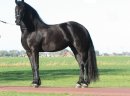 Czarny młody koń fryzyjski Klacz gotowy do nowego domu - zdjęcie 1