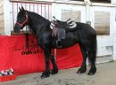 Czarny młody koń fryzyjski Klacz gotowy do nowego domu