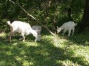 Koza wysokomleczna 3letnia + dwa małe capki - zdjęcie 4