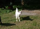 Koza wysokomleczna 3letnia + dwa małe capki - zdjęcie 6