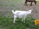 Koza wysokomleczna 3letnia + dwa małe capki - zdjęcie 1