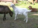 Koza wysokomleczna 3letnia + dwa małe capki - zdjęcie 5