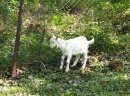 Koza wysokomleczna 3letnia + dwa małe capki - zdjęcie 3