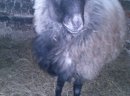 Owca Wrzosówka - zdjęcie 2
