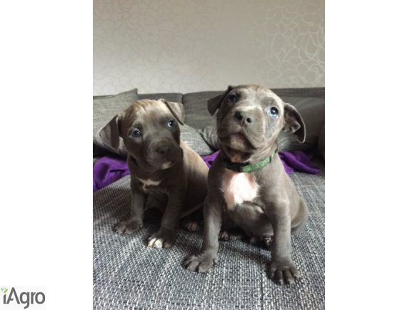 Szczenięta american staffshireterier