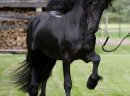 Czarna piękna fryzyjska klacz, koń na sprzedaż - zdjęcie 1