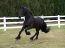 Czarna piękna fryzyjska klacz, koń na sprzedaż - zdjęcie 3