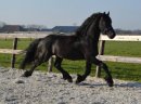 Czarna piękna fryzyjska klacz, koń na sprzedaż - zdjęcie 4