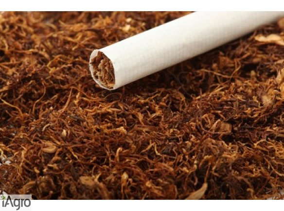 Dobrej jakości tytoń 65 zł