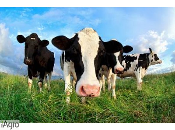 Krowy mleczne , krowa mleczne 12 sztuk