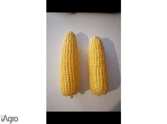 Sprzedam kukurydzę cukrową