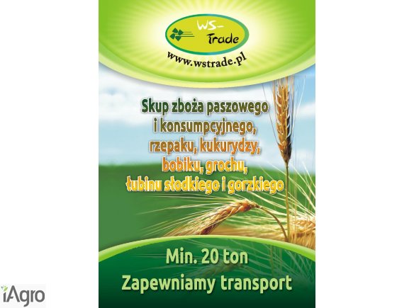 Kupię pszenżyto- skup pszenżyta