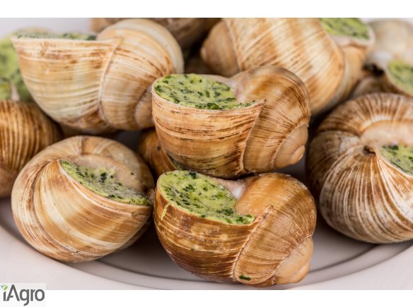  Ukraina. Slimaki duze z fermy od 5 zl/kg, czyste o srednicy muszli powyszej 3cm do celow przetworstwa spozywczego. Inwestycje w zabudowania gospodarcze, dochodowej produkcji slimakow ladowych. Towarowa hodowla przerob slimakow afrykanskich i srodziemnomo