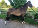 16.2 Irish Sports Horse For Rehoming..whatsap: +15596777893