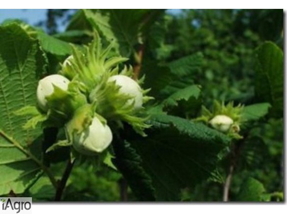  Ukraina. Orzechy wloskie, laskowe 3 zl/kg w skupie sezonowym. Sprzedam PGR, sady, sklady dla dosuszania, grunty rolne, plon owocow na 1000ha mieszalnych lasow. Plantacja leszczyny, pasieka, lak wzbogacony rodzajami traw pod pokosy siana. Czernihowski obw