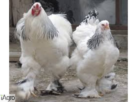  Ukraina. Sprzedam tuszki kurczaka 4 zl/kg, filet 5 zl/kg halal swiezy bez kosci lub mrozony. Pakowane w karton, tacki, woreczki. Eksportujemy mieso, elementy do UE i panstw trzecich. Zaklad posiada miedzynarodowe certyfikaty jakosci, nowoczesne linie do 