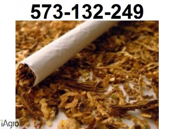 53zł/kg Tytoń Hurt i Detal! Zamów więcej zapłać mniej! 