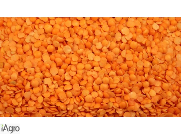 Jakość Split czerwona soczewica