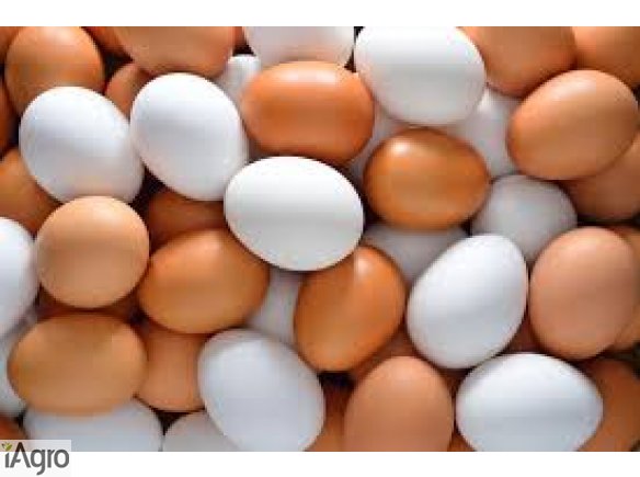 Białe i brązowe jajko na stole
