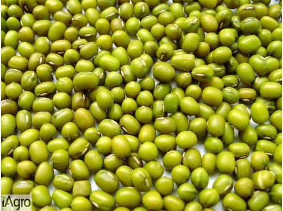 Nowa uprawa zielonych ziaren Mung