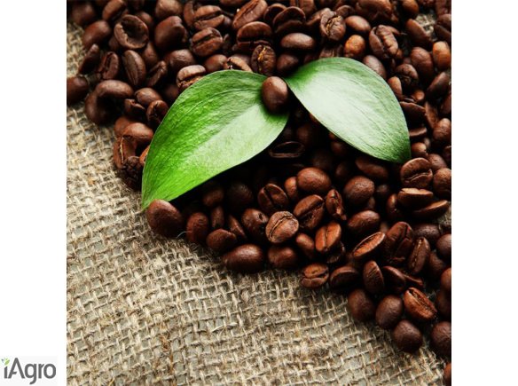 Najlepsze Palone ziarna kawy Robusta