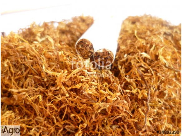 Tytoń najlepszej jakości, jasny ciemny lub mieszany