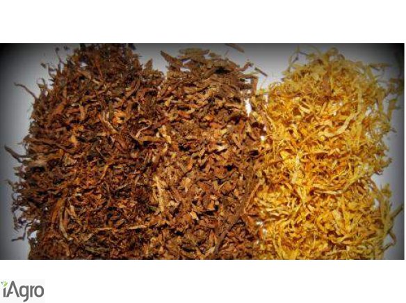 Tytoń hurtowe ilości jasny ciemny i mieszany