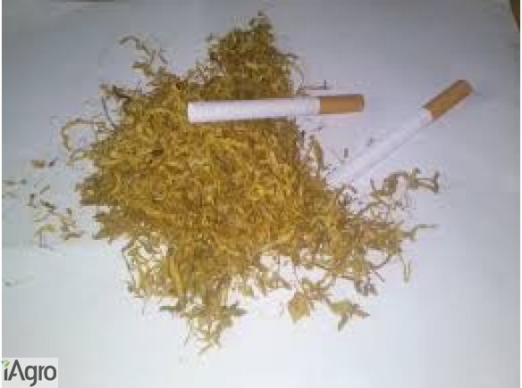 Tytoń gotowy do palenia 70 zł