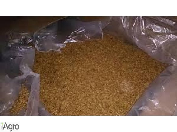 Czysty tytoń 70 zł