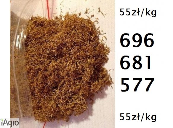 Tytoń bezkonkurencyjny na rynku tabaka 55zł/kg