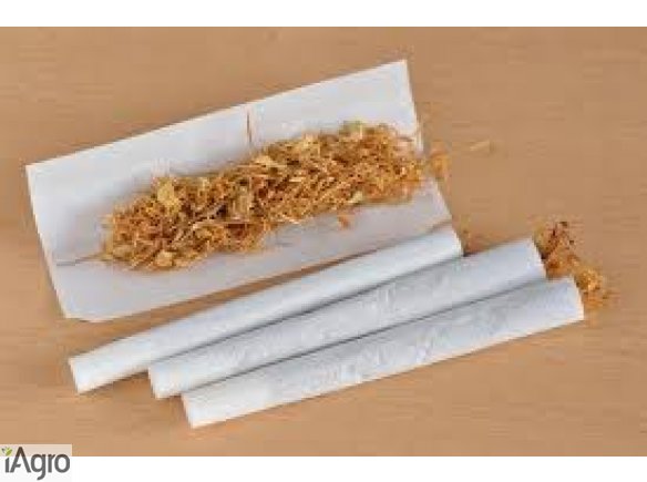 Czysty tytoń - gratis 1 kg! 70 zł