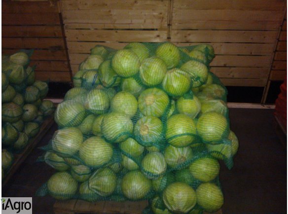 I will sell fresh white cabbage (whatsapp:+4565744605)