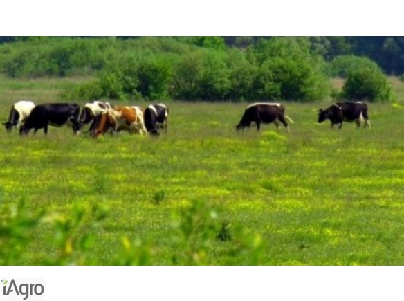  Ukraina. Nieuzytki zalesione, torfowiska 500 zl/hektar. Nawozy organiczne, torfowe od 40 zl/tona. Zaklad przerabiania torfu na sprzedaz, wynajem. Czernihowski obw. Wieloskladnikowe nawozy mineralne. Torfowiska wysokie, przejsciowe, niskie. Unikalne obsza