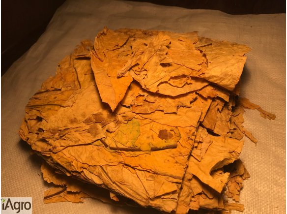 Liście tytoniu, virginia, burlay. Włochy. Tytoń.