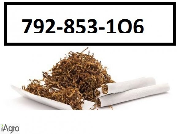 Super tytoń wszystkie rodzaje ld,marlboro, korsarz ondraszek i inne 70zł 792853106