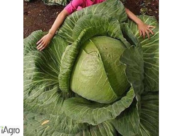  Ukraina. Ziemniaki 0,25 zl/kg, kapusta 0,40 zl/kg biala, czerwona, kwaszona. Grunty rolne pod warzywa 150 zl/ha. Oferujemy na sprzedaz, wynajem opuszczony kompleks 5 budynkow po bylej krochmalnie. Spoldzielnia ogrodnicza, zaklad przetworstwa skrobi ziemn