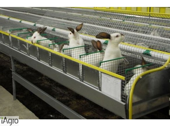  Ukraina. Kroliki, brojlery 6 zl/kg. Ferma krolikow na sprzedaz 4ha w cenie 4tys.zl z budynkami na bazie bylego PGR, obszary hodowli i karmienia. Gospodarstwo moze byc bardzo oplacalne. Oferujemy stale darmowe pasze z lak, pastwisk oraz drewno na paliwo, 