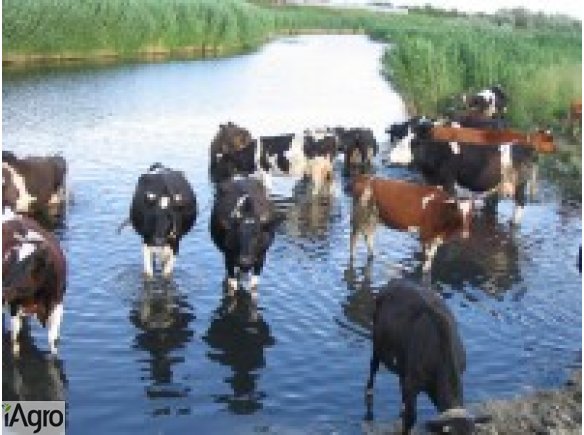  Ukraina. Stada krow, owiec, koz 4 zl/kg w cenie zywca. Oferujemy w dzierzawe nieograniczone ilosci nieuzytkow rolnych. Farma mleczna, przetwornia warzyw i owocow, magazyn nawozow, park maszynowy. Kompleks produkcyjno-magazynowy na terenie 38ha przy trasi