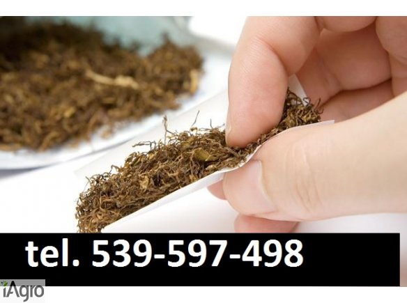 Super tytoń wszystkie rodzaje ld,marlboro,korsarz 539-597-498