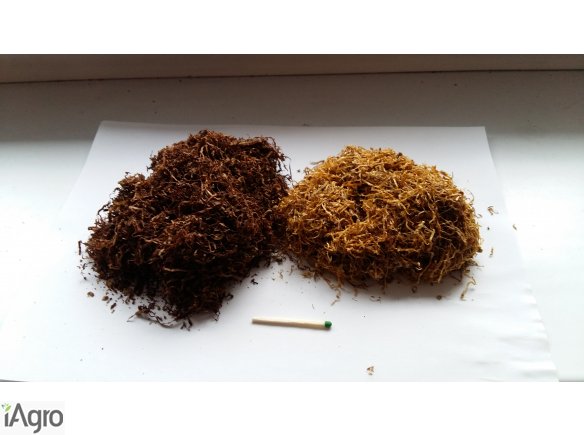 Czestochowa.35zł Tyton krajanka korsarz androszek hurt