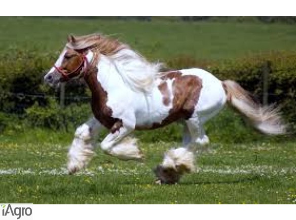  Sloma, siano lakowe 70 zl/tona na cele energetyczne, paszowe. Orzechy wloskie 3 zl/kg luskane, pestki dyni w dobrej cenie przeznaczone na export. Sprzedam, wynajmie sad jablkowy, orzechowy. Stabilny poziom produkcji, srednioroczne zbiory nieograniczone. 