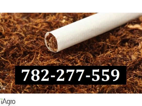 Wspaniały tytoń 65 zł/kg tyton viceroy marlboro korsarz wysyłka 24h