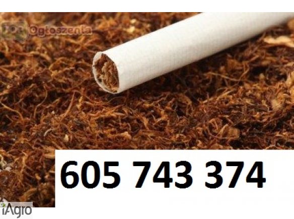Tani tyton Najlepsza Jakosc GWarancja tyton Marlboro , Korsarz , Ondraszek , Camel , West i inne sprawdz oferte 