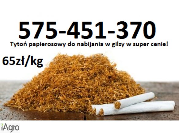 Tytoń papierosowy super jakość szybka dostawa 65zł/kg 575-451-370