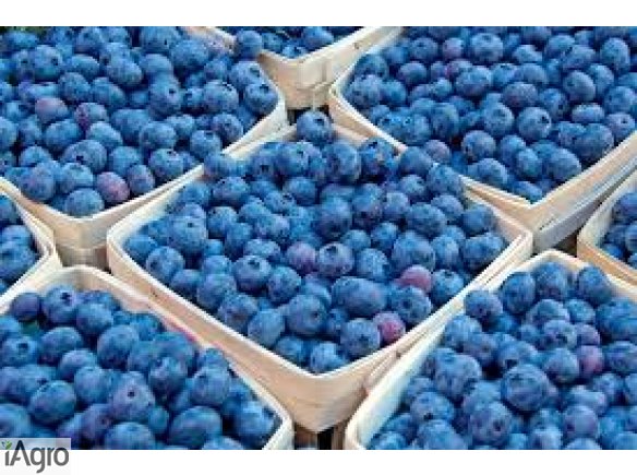 Jagoda kamczacka, borowka czarna, malina od 2 zl/kg. Grunty rolne pod uprawe 200 zl/ha, zalozenie plantacji. Produkujemy owoce, sadzonki metoda wegetatywna. Odmiany o duzym potenciale komercyjnym, plon do 20 ton z hektara rocznie. Prowadzimy na duza skale