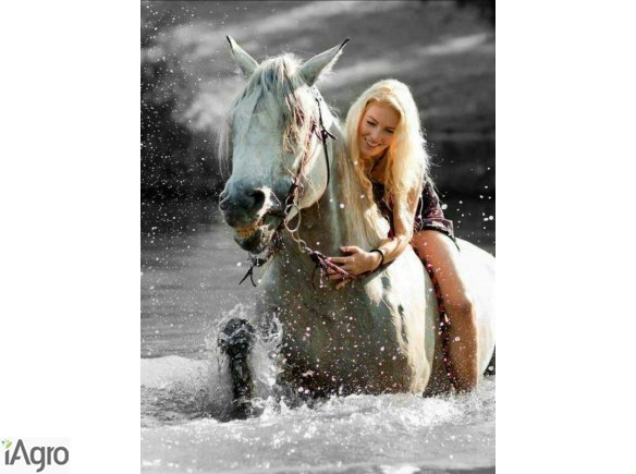  Sprzedam stara stajnia z duzymi ogrodami, stawami rybnymi. 4 tys.zl ponad 3 hektarowa posiadlosc w lesie nad woda ~ hale, boksy dla koni, murowana obora, kamienna chlewnia, podpiwniczone budynki gospodarcze, warsztatowe domy z lat 60-tych, sprzet, meble 