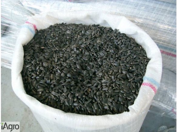  Slonecznik 1,5 zl/kg konfekcyjny od producenta. Soczewica zielona, olej z pierwszego tloczenia sezamu, siemienia lnianego, ziarna zboz, platkow sojowych. Oferujemy luskane, splaszczone nasiona slonecznika spozywczego, cukierniczego rozm.36, 38~1,7 zl/kg.