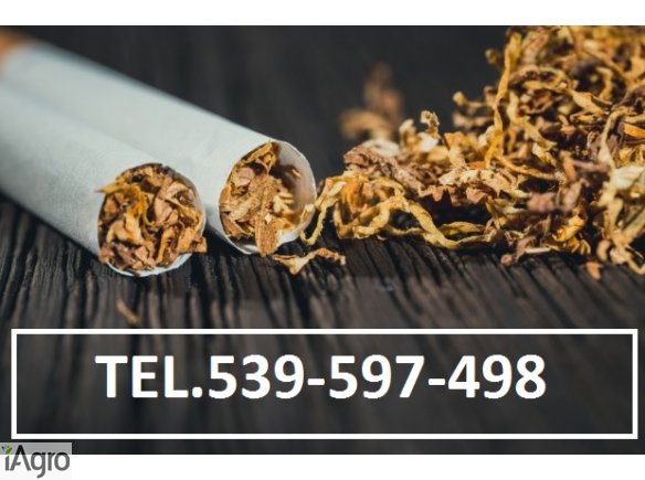 Super tytoń wszystkie rodzaje ld,marlboro,korsarz 70zł kg