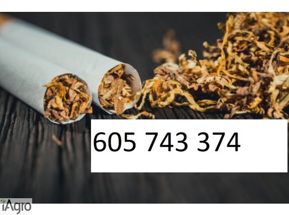 Tani Tyton , tylko 65zl , Tyton papierosowy , Tyton Korsarz , Tyton Ondraszek 